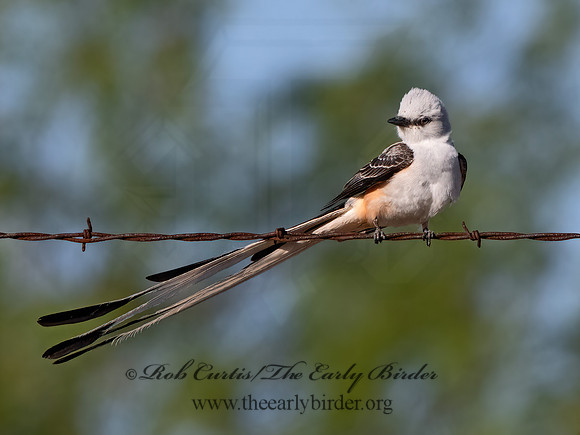 Tyrannus forficatus  SCISSOR-TAILED FLYCATCHER 3033996z
