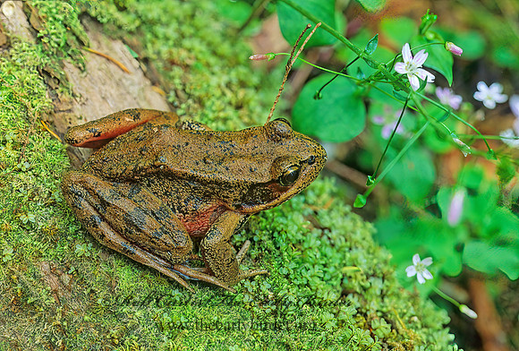 Rana aurora  NORTHERN RED-LEGGED FROG150526 z