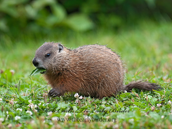 Marmota monax  WOODCHUCK 8034822z