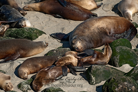 Zalophus californianus  CALIFORNIA SEA LION 8036202z