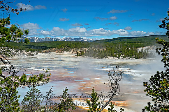 NORRIS GEYSER BASIN 9061251z