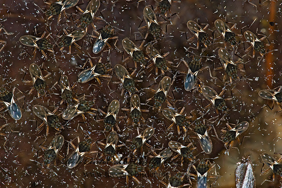 Microvelia signata  SMALLER WATER STRIDER 6026011z