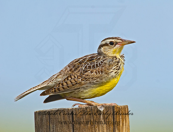 Sturnella neglecta  WESTERN MEADOWLARK 7011097z