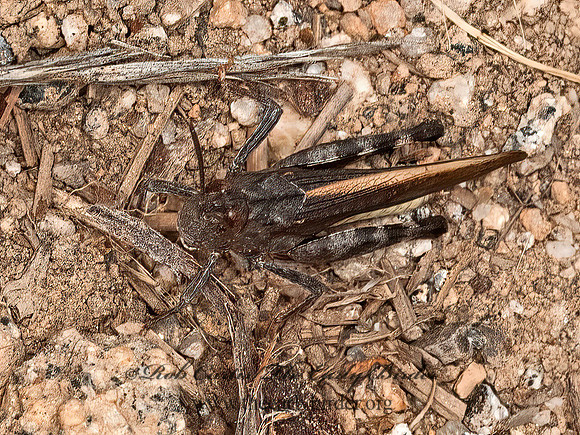 Arphia behrens  CALIFORNIA SUPHUR-WINGED GRASSHOPPER 8037030z