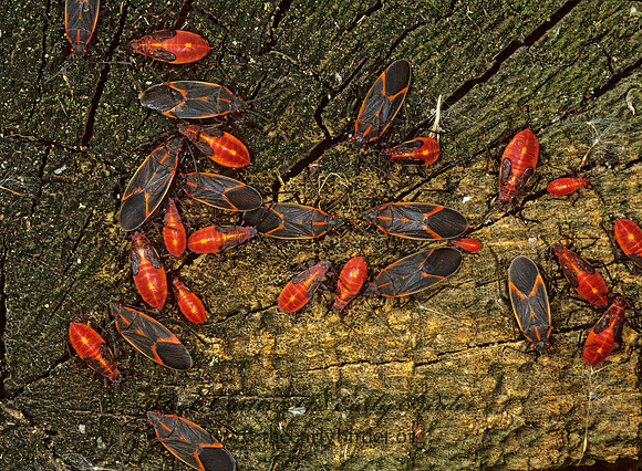 Boisea trivittata 1286835z