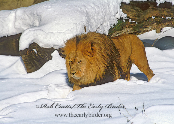 Panthera leo  AFRICAN LION  279212z