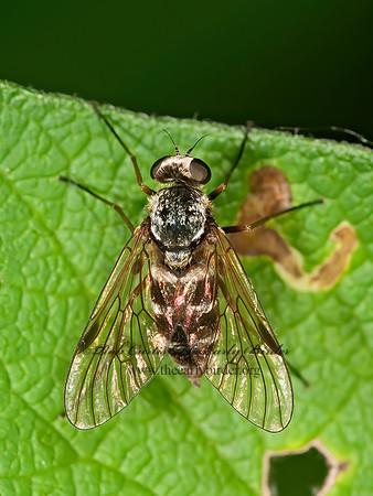 Chrysopilus fasciatus  BANDED SNIPE FLY 3013210z