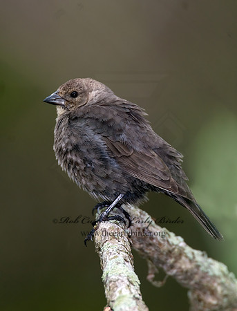 Molothrus ater  BROWN-HEADED COWBIRD  6004932z