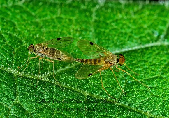 Chrysopilus modestus  SNIPE FLY 1110523z