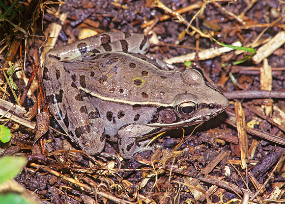 Lithobates sphenocephaus  SOUTHERN LEOPARD FROG 175415 z
