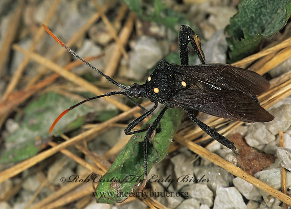 Acanthocephala terminalis 1111318z