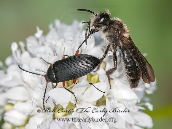 Andrena  MINING BEE 8036877z