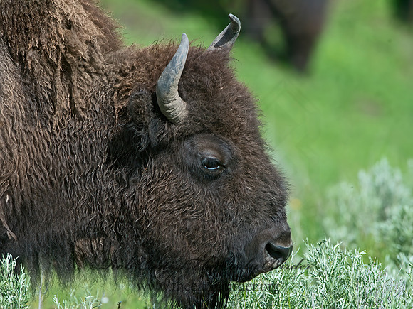 Bison bison  AMERICAN BISON 9061026z