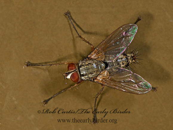 Dinera~  DEXIINI TACHINID FLY~ 8008290z