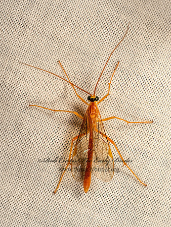 Netelia  PHYTODIETINI ICHNEUMON 9052020z