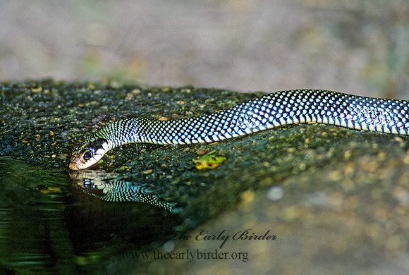 Drymobius margaritiferus  SPECKLED RACER 91211z