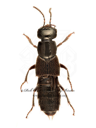 Philonthus politus 9020878z