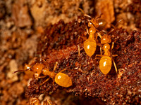 Lasius interjectus LARGER CITRONELLA ANT 9083060z