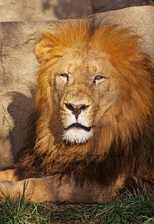 Panthera leo  AFRICAN LION  96928z