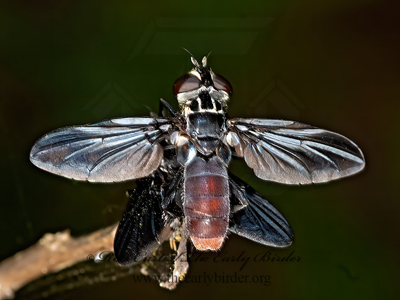 Trichopoda lanipes  FEATHER-LEGGED FLY 3028340z