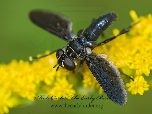 Trichopoda lanipes  FEATHER-LEGGED FLY 7014951z