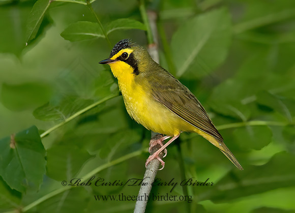 Geothlypis formosa  KENTUCKY WARBLER 9023216 z