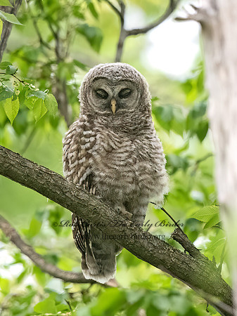 Strix varia  BARRED OWL 9068475z