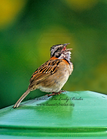 Zonotrichia capensis  RUFOUS-COLLARED SPARROW 205529z