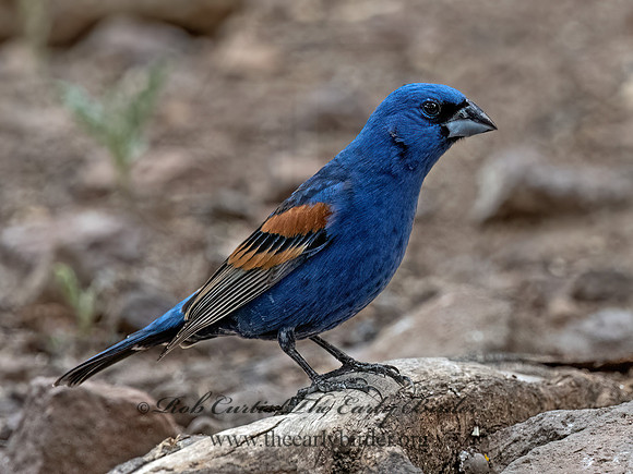Guiraca caerulea  BLUE GROSBEAK 3037330z