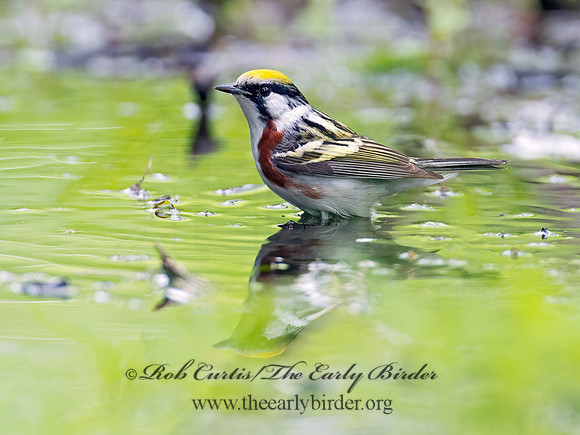 Setophaga pennsylvanica  CHESTNUT-SIDED WARBLER 9011696z