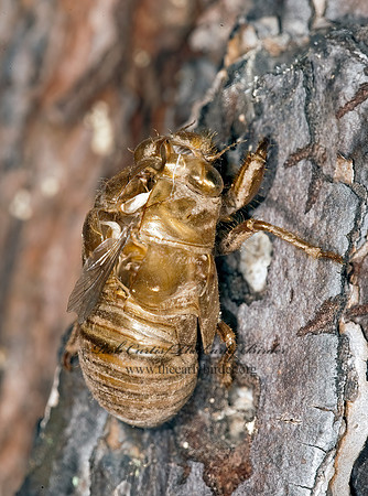 Neotibicen canicularis  DOG-DAY CICADA 8023348z