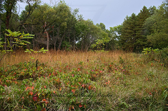 FIELD 8018458z