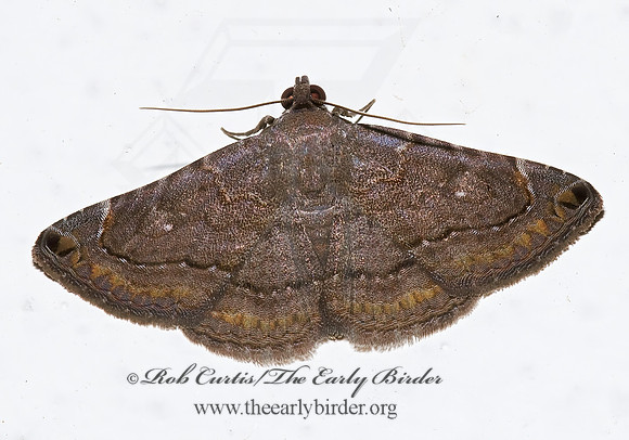 Toxonprucha clientis  OMOPTERINI EREBID MOTH 6026607 z