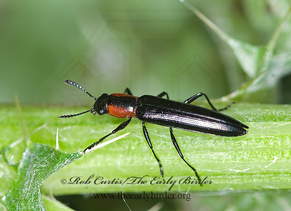 Acropteroxys gracilis  SLENDER LIZARD BEETLE 6007263z