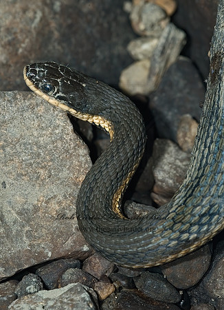 Regina septemvittata  QUEEN SNAKE 5009744z