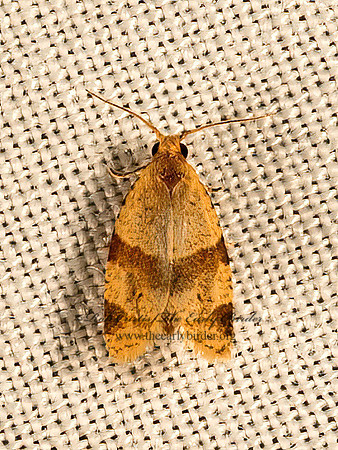 Clepsis  TORTRICID MOTH 9049985z