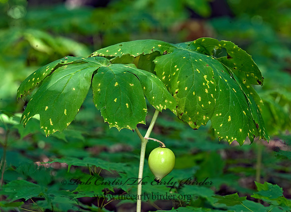 Podophyllum peltatum  MAYAPPLE 8015642z