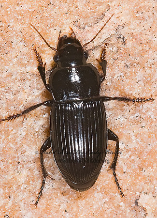 Harpalus 6027690~z