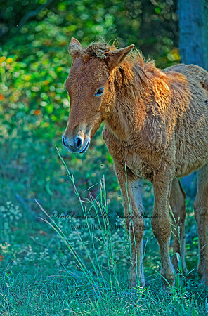 Equus caballus  HORSE 43430z