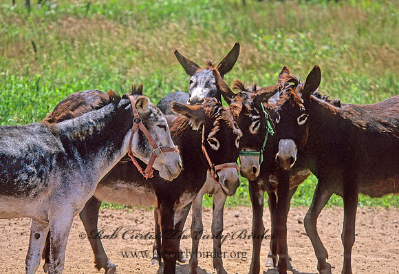 Equus asinus  DONKEY 283926z