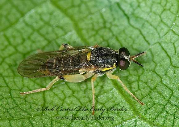 Solva pallipes  XYLOMYID FLY 6012795sz