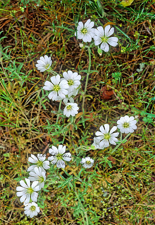 Cerastium arvense  MEADOW CHICKWEED 146929z