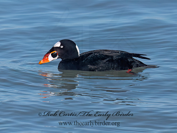 Melanitta perspicillata SURF SCOTER 9093083z