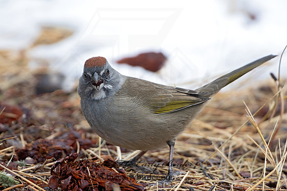 Pipilo chlorurus  GREEN-TAILED TOWHEE 3025398z-