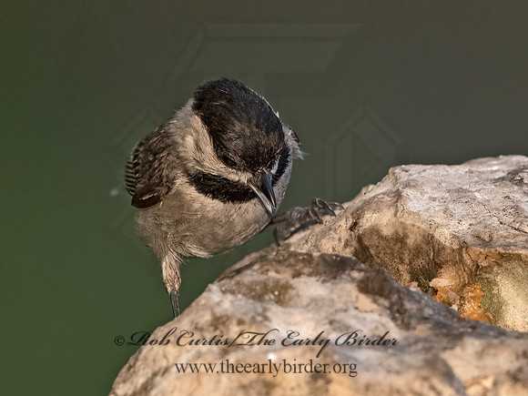 Poecile carolinensis  CAROLINA CHICKADEE 3035696z