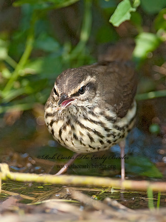 Parkesia noveboracensis  NORTHERN WATERTHRUSH 8029047z