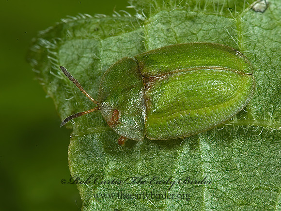 Cassida rubiginosa THISTLE TORTOISE  BEETLE 5008070z
