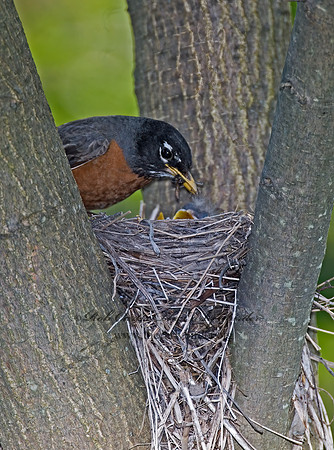 Turdus migratorius  AMERICAN ROBIN 6005462z