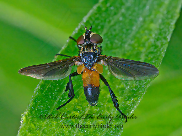 Trichopoda pennipes  FEATHER-LEGGED FLY 1304387z
