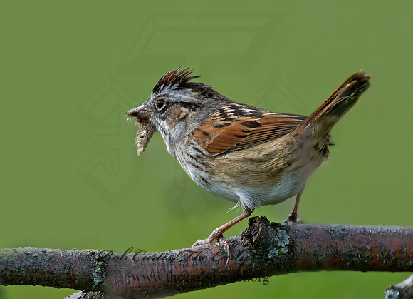 Melospiza georgiana  SWAMP SPARROW 9000174z